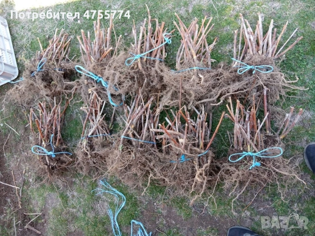 Разсад ягоди и малини, снимка 3 - Разсади - 53736164