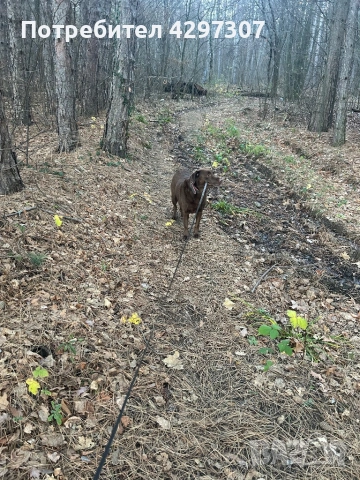 Разходки на кучета и посещения по домовете в София и близките области, снимка 10 - Други услуги - 53562736