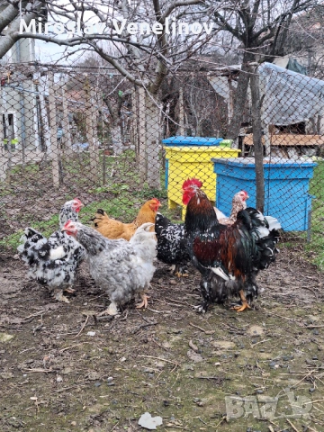 Продавам оплодени яйца от голям  кохин, снимка 6 - Кокошки и пуйки - 53650713