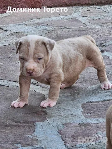 American bully xl, снимка 11 - Други - 46970498