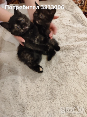 късокосмести Британски котета, снимка 5 - Британска късокосместа - 53731275