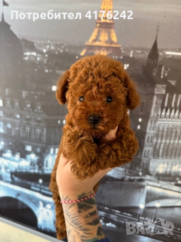 Пуделчета,той., снимка 6 - Пудели - 52576651