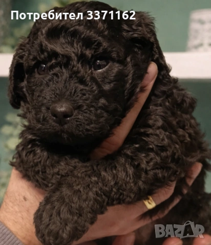  момченце пудел toy, снимка 3 - Пудели - 53721174