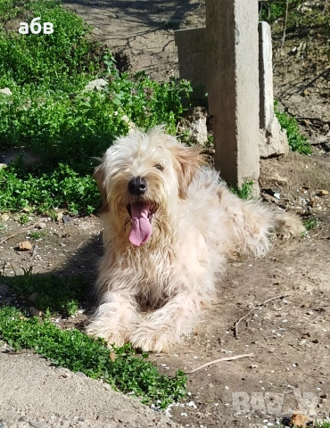 ирландски пшеничен териер , снимка 2 - Йоркширски териер - 54098900