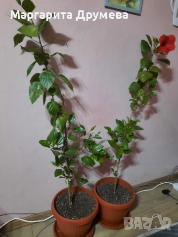 Китайска роза