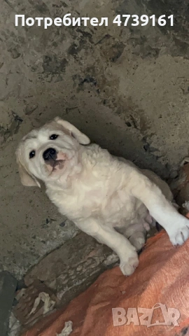 Мъжки Алабай на 60дни, снимка 3 - Алабай - 53746483