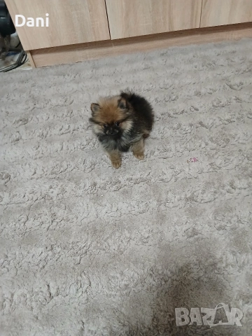 Mini Pomeran, снимка 6 - Померан - 52793701