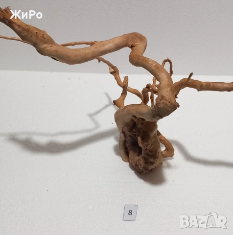 Корен от Азалия /декорация/ 8, снимка 4 - Други - 48577917