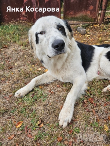 Младо куче търси своя дом!, снимка 15 - Други - 52008103