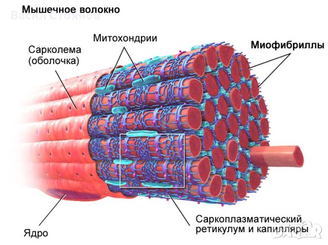 Курс „фитнес инструктор“, снимка 7 - Спорт, танци, изкуство - 46403572