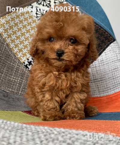 Пудел Той / Toy Poodle, снимка 1 - Пудели - 45632598