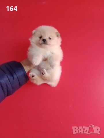 Мъжки и женски Померани. Реални снимки от 12.01.26 г. , снимка 16 - Померан - 52930796