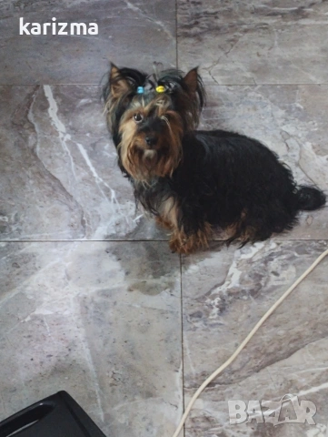 йорки 🐶🐶🐶, снимка 3 - Йоркширски териер - 54184001