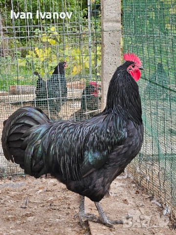 Австралорп,юнско петле  , снимка 5 - Кокошки и пуйки - 52139919