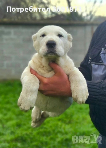 алабайчета , снимка 4 - Алабай - 54165108