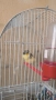 Male Canary Gloster, снимка 10