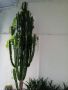 Продавам над 30 годишни кактуси, снимка 4