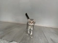 Шотландско клепоухо мъжко 🐈, снимка 2