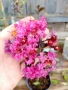 Индийски люляк Lagerstroemia indica Black Diamond Crimson red, снимка 4