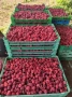 Продавам разсад малини , снимка 4