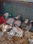 Продавам спортни гълъби , снимка 1