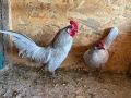 Чифт декоративни кокошки Холандски бантам , снимка 2
