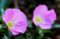 розова йонотера, снимка 1 - Градински цветя и растения - 45141067