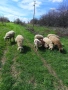 Три броя овце. , снимка 2