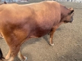 продавам мъжко угоено месодайно теле,пасищно отглеждано, снимка 1