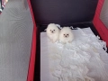 Померани. Минита. Момиченце и момченце. Снимки от 24.12.25 г. , снимка 2