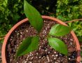 ЛИЧИ - малки дръвчета фиданки - Litchi Mauritius - екзотичен плод - витаминозна бомба, снимка 5