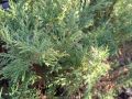 Сабина зелена /Миризлива хвойна/, снимка 1 - Градински цветя и растения - 45797088