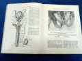 Атлас анатомии человека -1947 год. , снимка 8