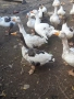 Домашни гъски, снимка 1