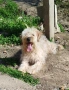 ирландски пшеничен териер , снимка 2