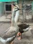 Лебедов гъсок, снимка 1 - Патици и гъски - 45830147