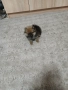 Mini Pomeran, снимка 6