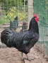Австралорп,юнско петле  , снимка 5