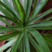 Палма , снимка 5 - Стайни растения - 46008115
