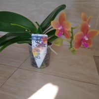 Орхидея буда трежър ароматна , снимка 5 - Стайни растения - 45262936