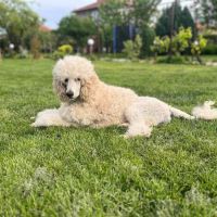 Кученца Стандартен/кралски пудел , снимка 8 - Пудели - 45544849