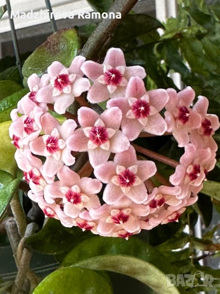 Hoya krinkle 8 , снимка 1