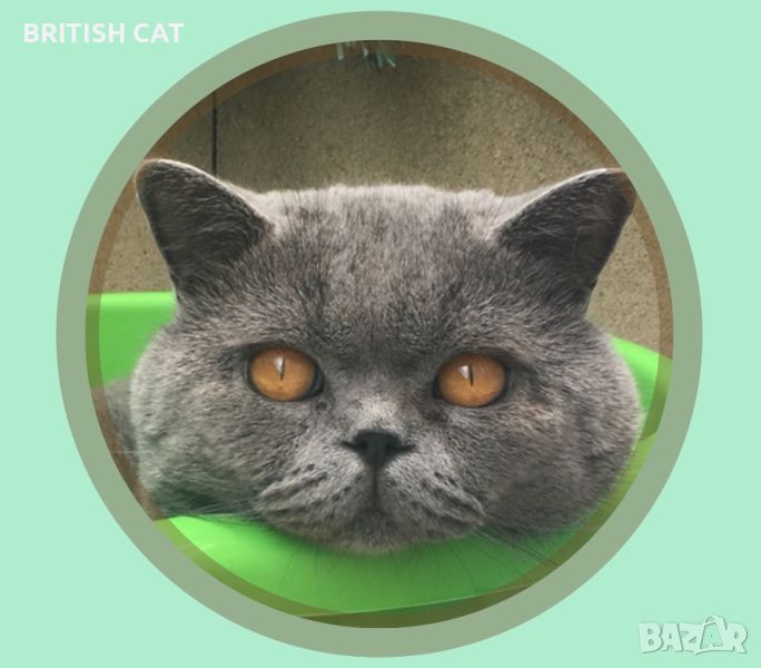 Британски късокосмести котета чистокръвни, снимка 1