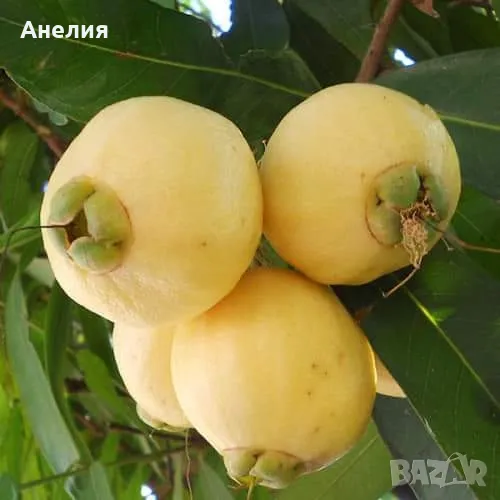 Syzygium jambos -Розова ябълка разсади, снимка 1