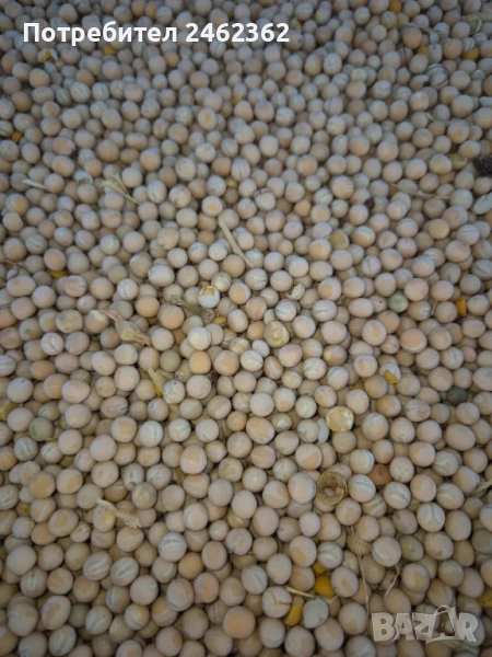 ПРОЛЕТЕН ГРАХ ТИП, снимка 1