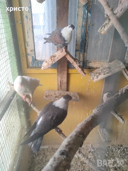 гълъби Панди , снимка 1