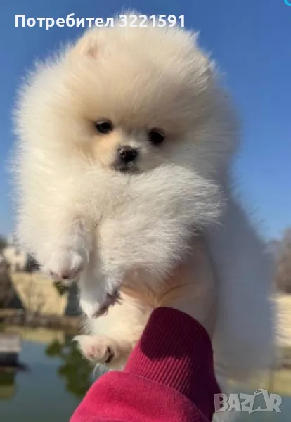 Померан , снимка 1