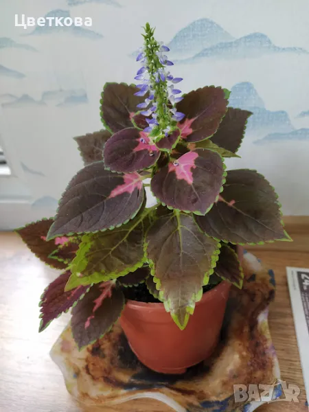 копривка, снимка 1