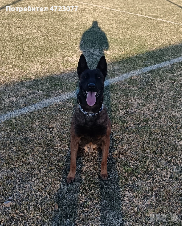 Белгийска овчарка малиноа. Чистокръвни. , снимка 1