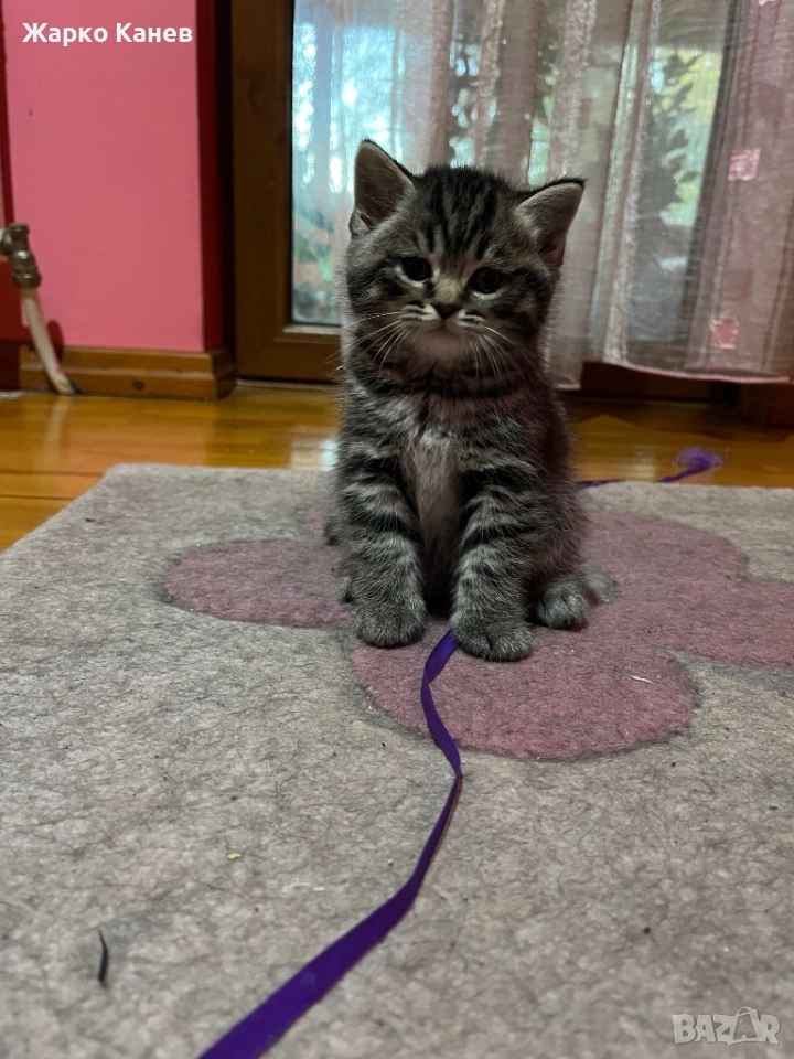 Страхотни  британчета, снимка 1